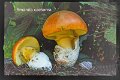 Amanita caesarea-amf208